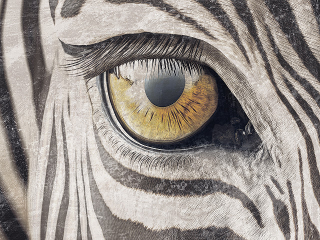 Zebra gaze